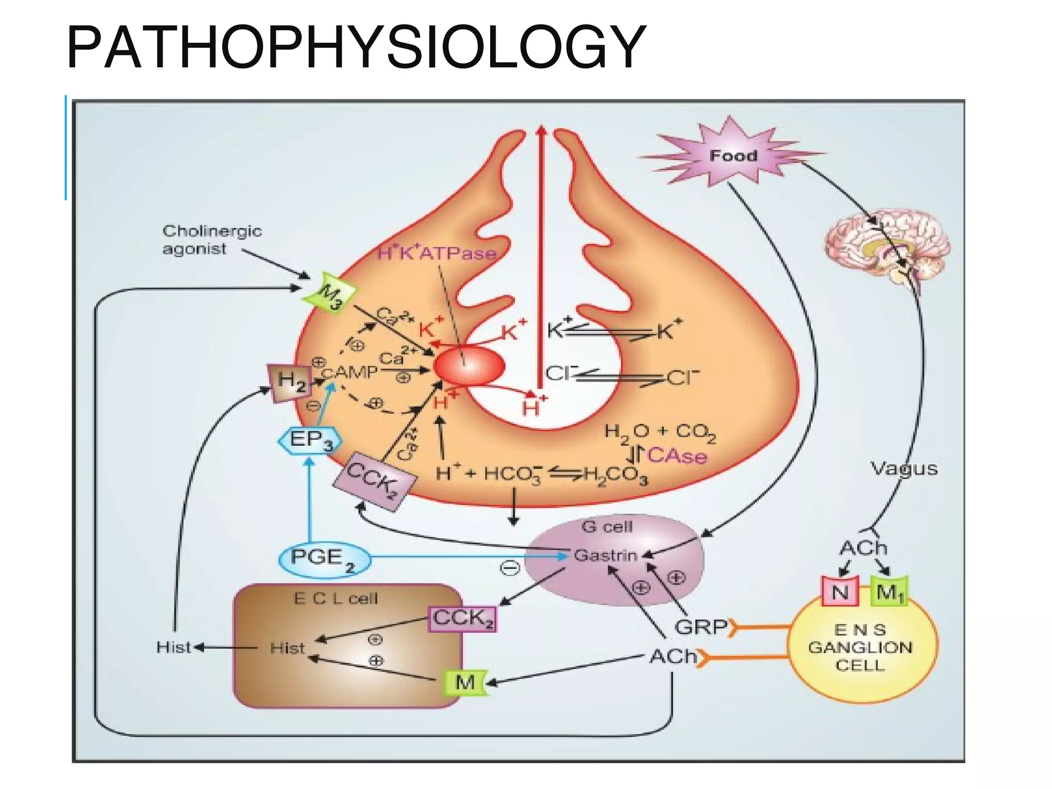 Pharmacology of anti ulcer drugs | PPT