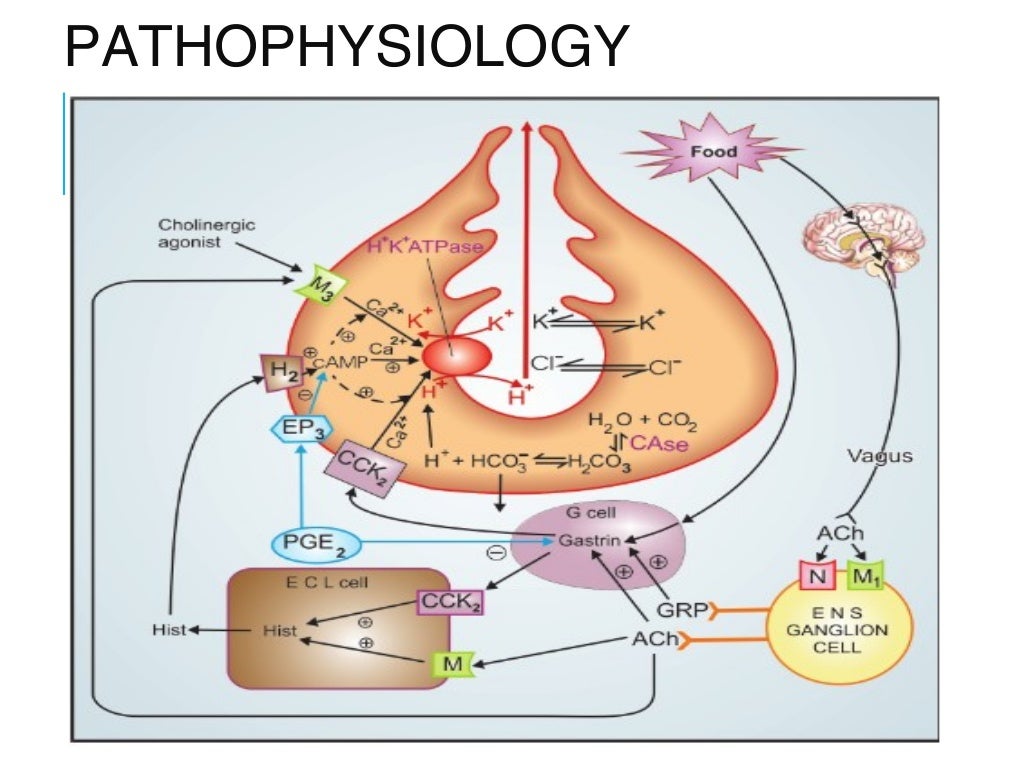Pharmacology of anti ulcer drugs