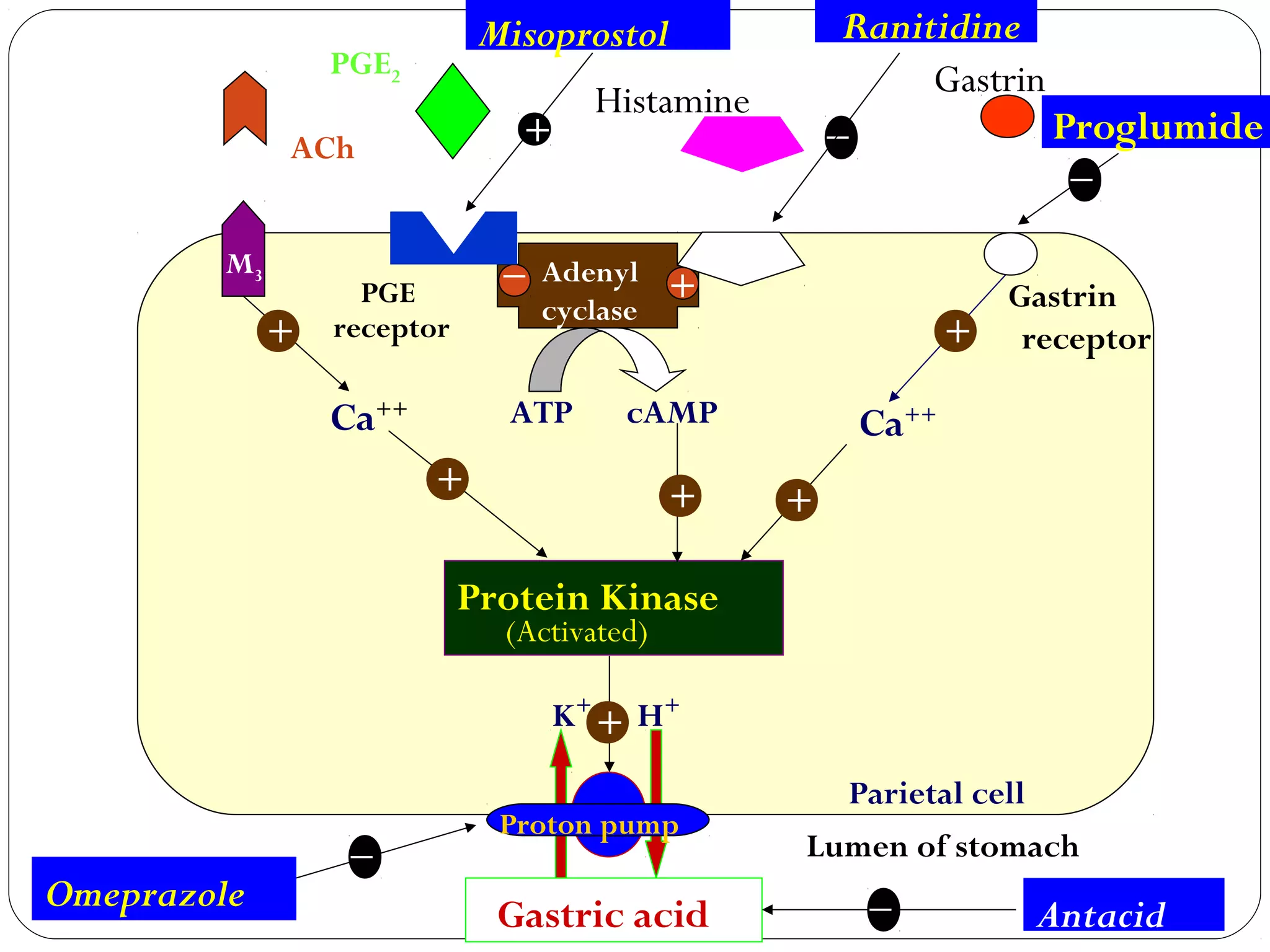 Anti ulcer drugs classification | PPT