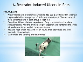 12
A. Restraint Induced Ulcers In Rats
Procedure:
1. Wister Albino rats of either sex weighing 150-200 g are housed in separate
cages and divided into groups of 10 for each treatment. The sex ratio of
male to female rats in each group is kept 3-2.
2. Fasted for 36 hours before experiment. Drug is administered orally or
subcutaneously And the animals are put together and tightened the limbs
with adhesive tapes so that they cannot move.
3. Rats are kept under Restraint for 24 hours, then sacrificed and their
stomachs dissected out.
4. Ulcer index and severity are determined
 