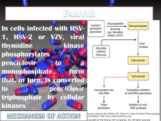 In cells infected with HSV1, HSV-2 or VZV, viral
thymidine
kinase
phosphorylates
penciclovir
to
a
monophosphate
form
that, in turn, is converted
to
penciclovir
triphosphate by cellular
kinases

 