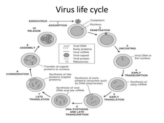 Virus life cycle
 
