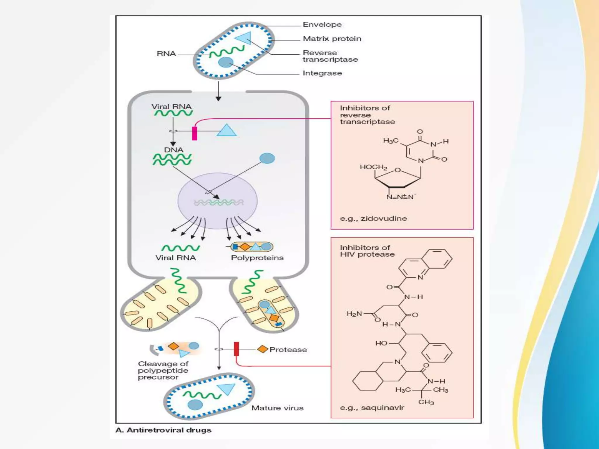 Antiviral agents history, classification,mechanism of action and ...