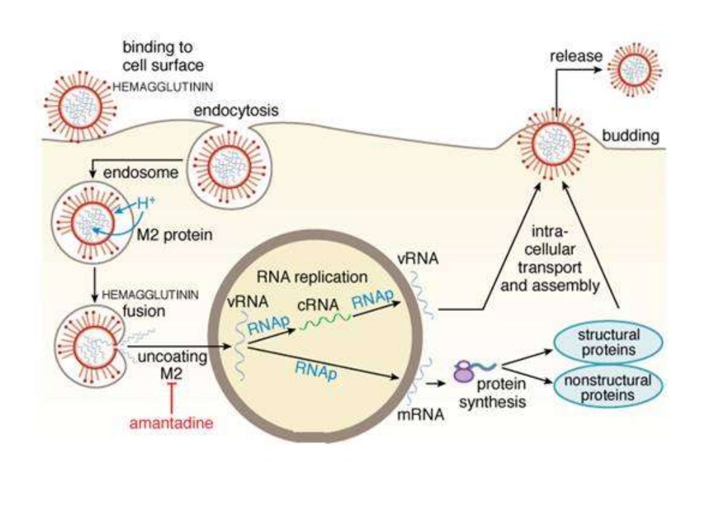 Antiviral Agents