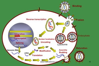 www.freelivedoctor.com Binding Fusion Reverse transcription Nuclear localization Uncoating Integration Transcription Splicing RNA export Genomic RNA mRNA Translation Modification Budding Assembly Maturation Endocytosis Lysosome 