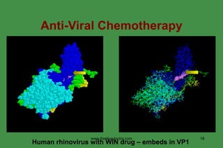 Anti-Viral Chemotherapy Human rhinovirus with WIN drug – embeds in VP1 VP1 VP1 www.freelivedoctor.com 