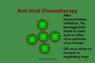 Anti-Viral Chemotherapy After neuraminidase inhibition, ‘flu hemagglutinin binds to sialic acid on other virus particles: virus clumps OR virus sticks to mucous in respiratory tract www.freelivedoctor.com 