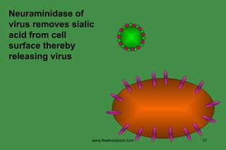 Neuraminidase of virus removes sialic acid from cell surface thereby releasing virus www.freelivedoctor.com 