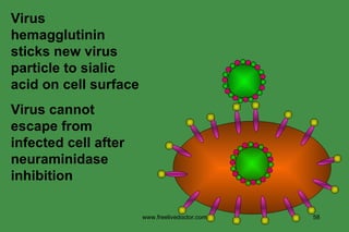Virus hemagglutinin sticks new virus particle to sialic acid on cell surface Virus cannot escape from infected cell after neuraminidase inhibition www.freelivedoctor.com 