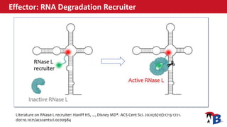 Effector: RNA Degradation Recruiter
Literature on RNase L recruiter: Haniff HS, ..., Disney MD*. ACS Cent Sci. 2020;6(10):...