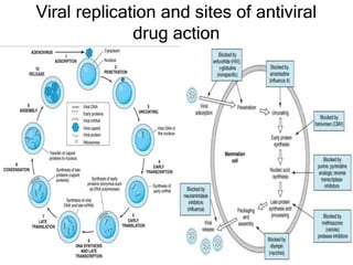 Viral replication and sites of antiviral
drug action
 