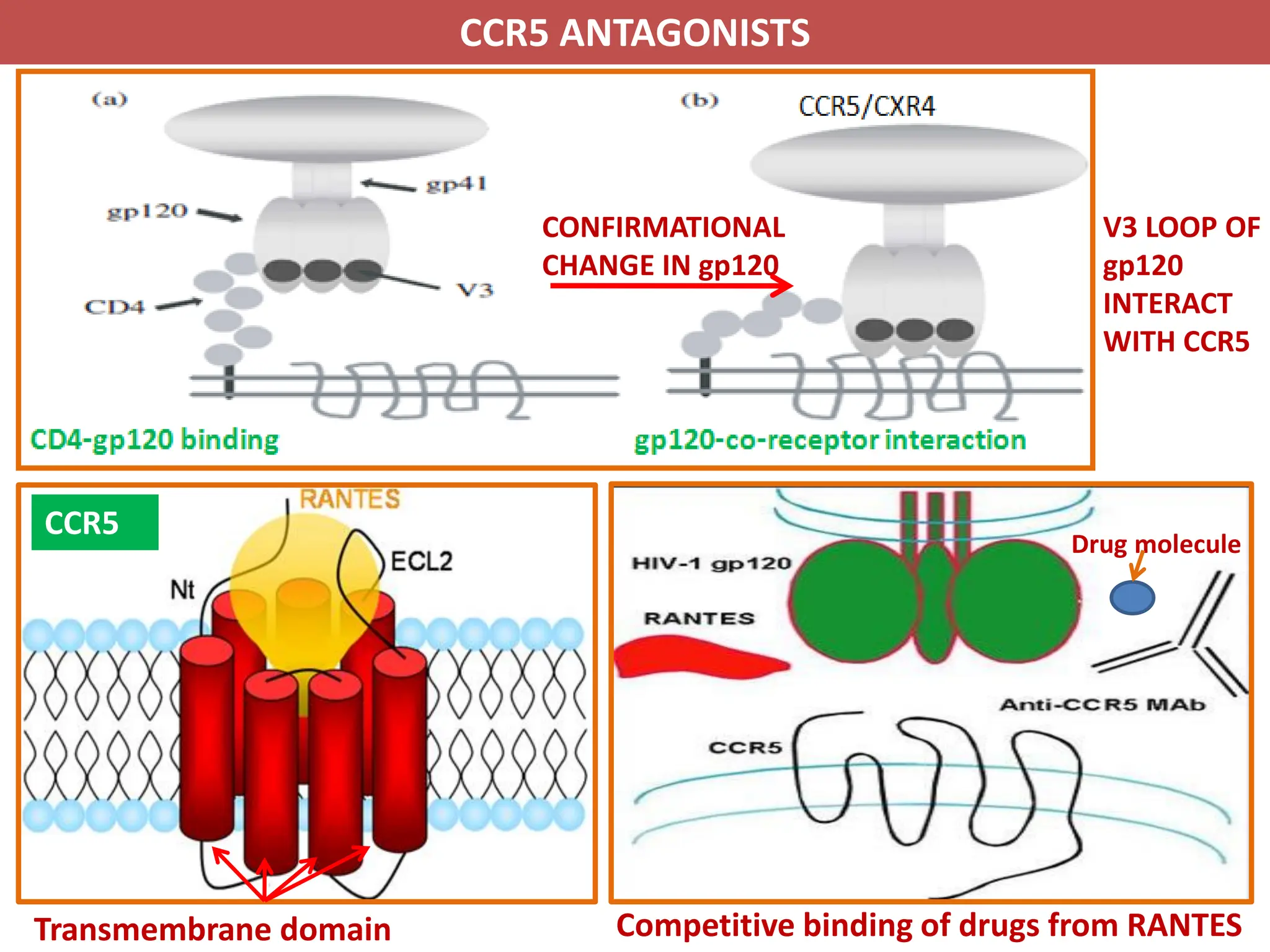 Antiviral Drugs and their mechanism of action | PDF