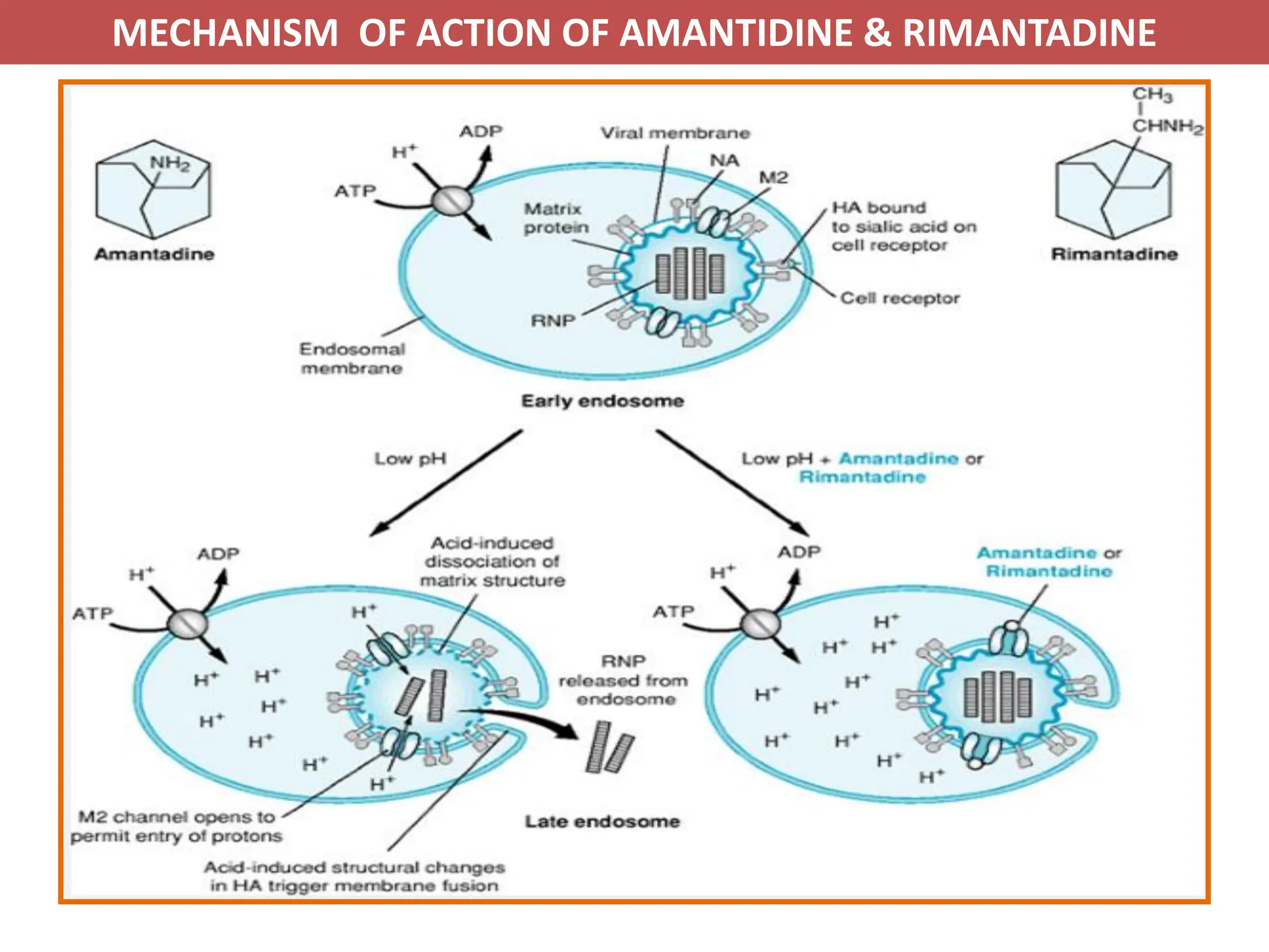 Antiviral Drugs and their mechanism of action | PDF