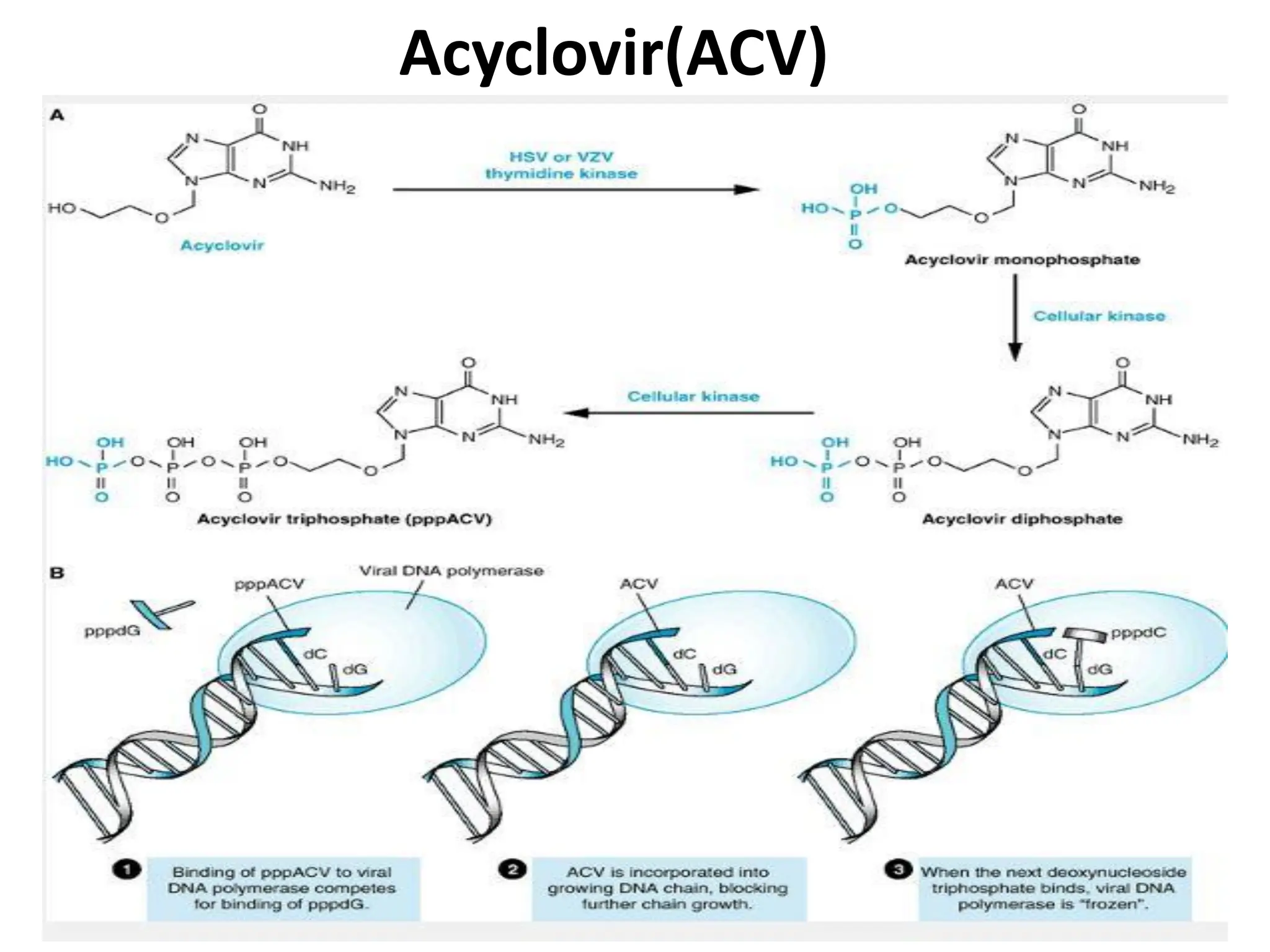 Antiviral Drugs and their mechanism of action | PDF
