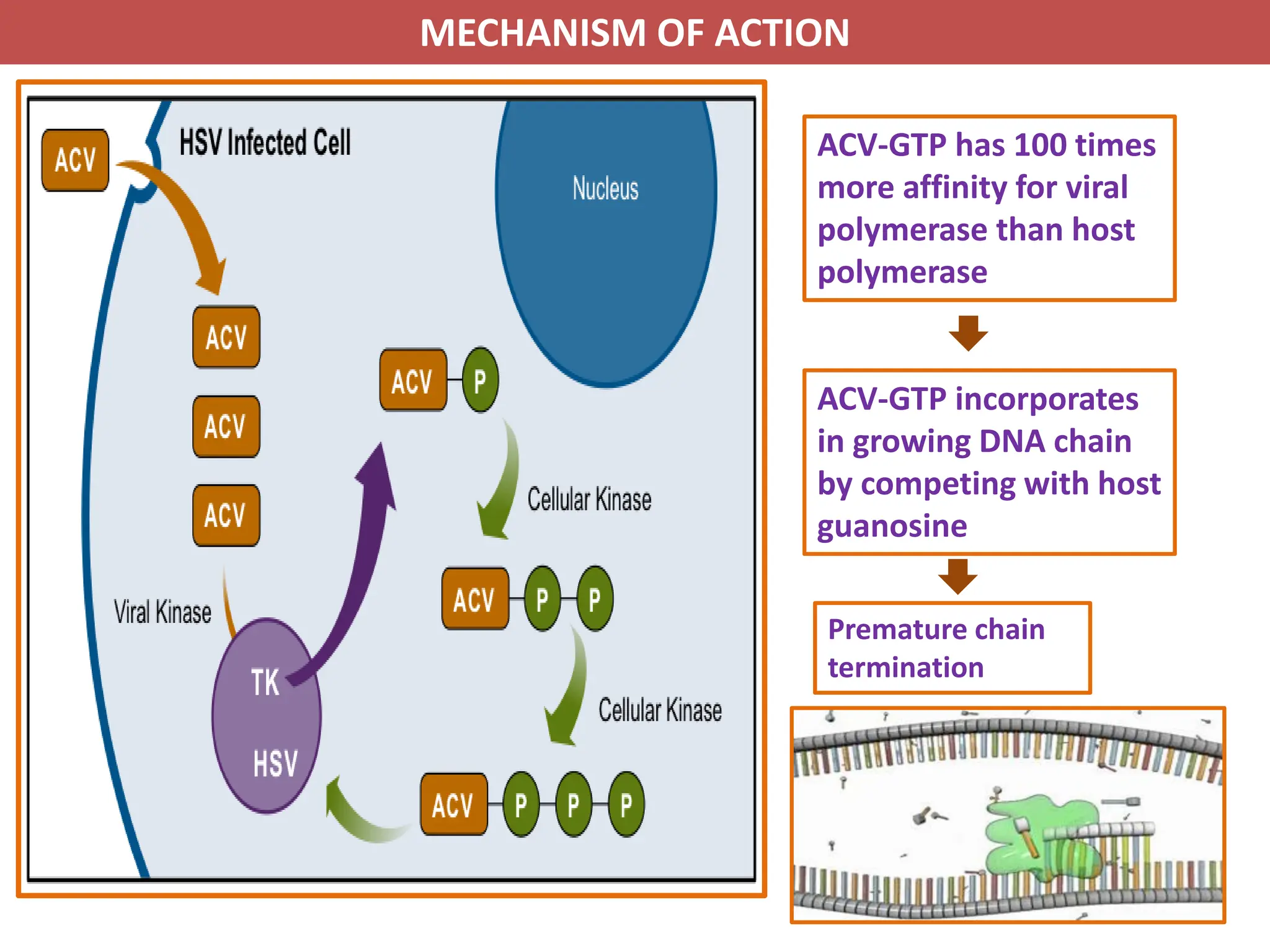 Antiviral Drugs and their mechanism of action | PDF