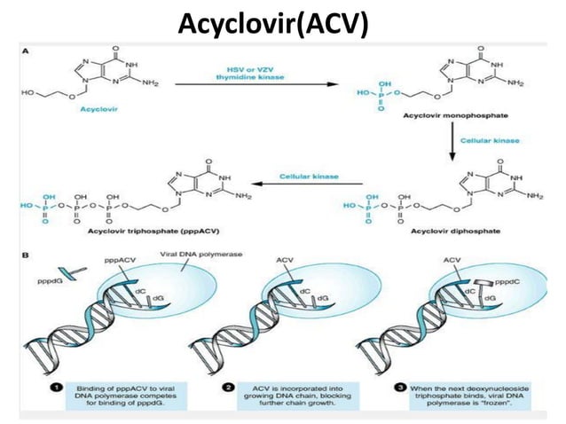 Antiviral Drugs and their mechanism of action | PDF | Pharmaceutical ...