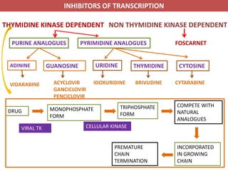 Antiviral Drugs and their mechanism of action | PDF