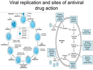 Viral replication and sites of antiviral
drug action
 