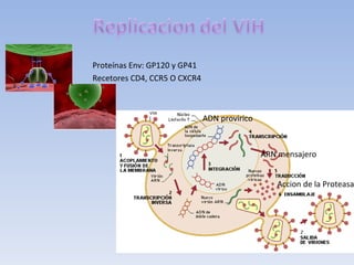 Proteínas Env: GP120 y GP41
Recetores CD4, CCR5 O CXCR4



                              ADN provirico



                                              ARN mensajero


                                                 Accion de la Proteasa
 
