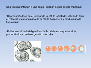 Una vez que infectan a una célula, pueden actuar de dos maneras:


•Reproduciéndose en el interior de la célula infectada, utilizando todo
el material y la maquinaria de la célula hospedera y produciendo la
lisis celular.


•Uniéndose al material genético de la célula en la que se aloja,
produciéndose cambios genéticos en ella.
 