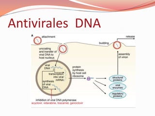 Antivirales DNA
 