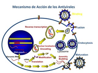Mecanismo de Acción de los Antivirales
Binding

Reverse transcription

Fusion

Integration
Transcription

Endocytosis
Nuclear localization

Uncoating

Splicing

Lysosome

RNA export
Genomic RNA

Modification
mRNA

Translation

Assembly

Budding

Maturation

 