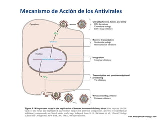 Mecanismo de Acción de los Antivirales

Flint. Principles of Virology. 2009

 