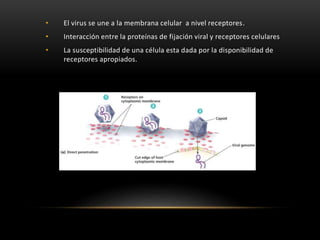 • El virus se une a la membrana celular a nivel receptores.
• Interacción entre la proteínas de fijación viral y receptores celulares
• La susceptibilidad de una célula esta dada por la disponibilidad de
receptores apropiados.
 