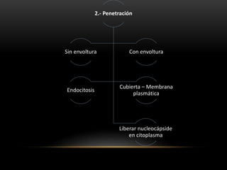 2.- Penetración
Sin envoltura Con envoltura
Endocitosis
Cubierta – Membrana
plasmática
Liberar nucleocápside
en citoplasma
 