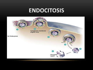ENDOCITOSIS
 