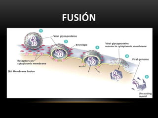 FUSIÓN
 