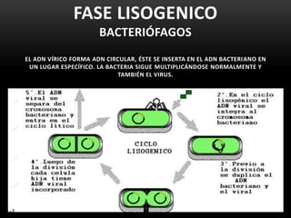 FASE LISOGENICO
BACTERIÓFAGOS
EL ADN VÍRICO FORMA ADN CIRCULAR, ÉSTE SE INSERTA EN EL ADN BACTERIANO EN
UN LUGAR ESPECÍFICO. LA BACTERIA SIGUE MULTIPLICÁNDOSE NORMALMENTE Y
TAMBIÉN EL VIRUS.
 