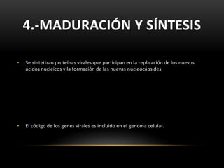 4.-MADURACIÓN Y SÍNTESIS
• Se sintetizan proteínas virales que participan en la replicación de los nuevos
ácidos nucleicos y la formación de las nuevas nucleocápsides
• El código de los genes virales es incluido en el genoma celular.
 