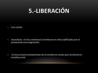 5.-LIBERACIÓN
• Lisis celular
• Excocitosis: el virus atraviesa la membrana en sitios codificados por el
provocando una evaginación.
• El virus arrastra componentes de la membrana celular que constituirá la
envoltura viral
 