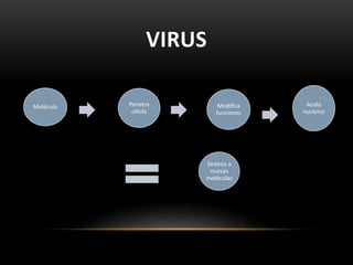 VIRUS
Molécula Penetra
célula
Modifica
funciones
Acido
nucleico
Síntesis a
nuevas
moléculas
 