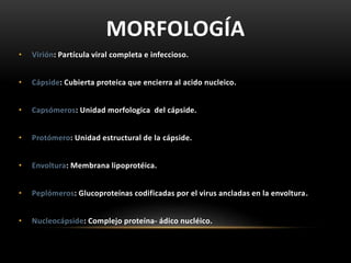 MORFOLOGÍA
• Virión: Partícula viral completa e infeccioso.
• Cápside: Cubierta proteica que encierra al acido nucleico.
• Capsómeros: Unidad morfologica del cápside.
• Protómero: Unidad estructural de la cápside.
• Envoltura: Membrana lipoprotéica.
• Peplómeros: Glucoproteínas codificadas por el virus ancladas en la envoltura.
• Nucleocápside: Complejo proteína- ádico nucléico.
 