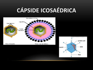CÁPSIDE ICOSAÉDRICA
 