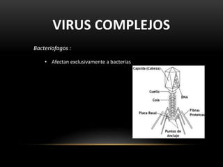 VIRUS COMPLEJOS
Bacteriofagos :
• Afectan exclusivamente a bacterias
 