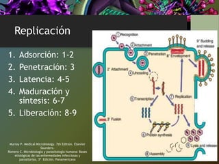 Replicación
1. Adsorción: 1-2
2. Penetración: 3
3. Latencia: 4-5
4. Maduración y
síntesis: 6-7
5. Liberación: 8-9
Murray P. Medical Microbiology. 7th Edition. Elsevier
Saunders.
Romero C. Microbiología y parasitología humana: Bases
etiológicas de las enfermedades infecciosas y
parasitarias. 3ª Edición. Panamericana
 