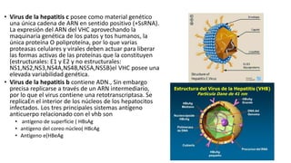 • Virus de la hepatitis c posee como material genético
una única cadena de ARN en sentido positivo (+SsRNA).
La expresión del ARN del VHC aprovechando la
maquinaria genética de los patos y tos humanos, la
única proteína O poliproteína, por lo que varias
proteasas celulares y virales deben actuar para liberar
las formas activas de las proteínas que la constituyen
(estructurales: E1 y E2 y no estructurales:
NS1,NS2,NS3,NS4A,NS4B,NS5A,NS5B)el VHC posee una
elevada variabilidad genética.
• Virus de la hepatitis b contiene ADN., Sin embargo
precisa replicarse a través de un ARN intermediario,
por lo que el virus contiene una retotranscriptasa. Se
replicaEn el interior de los núcleos de los hepatocitos
infectados. Los tres principales sistemas antígeno
anticuerpo relacionado con el vhb son
• antígeno de superficie ( HBsAg
• antígeno del coreo núcleo( HBcAg
• Antígeno e(HBeAg
 
