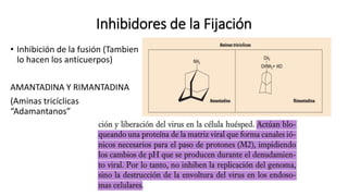 Inhibidores de la Fijación
• Inhibición de la fusión (Tambien
lo hacen los anticuerpos)
AMANTADINA Y RIMANTADINA
(Aminas tricíclicas
“Adamantanos”
 