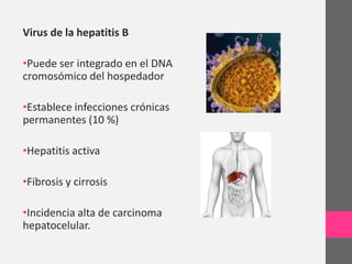 Virus de la hepatitis B

•Puede ser integrado en el DNA
cromosómico del hospedador

•Establece infecciones crónicas
permanentes (10 %)

•Hepatitis activa

•Fibrosis y cirrosis

•Incidencia alta de carcinoma
hepatocelular.
 