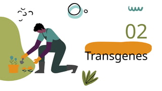Transcriptological Analysis Antiviral plant Production: Analysis of Transgene Integration and ...