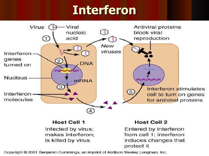 Antivirals Interferon And Vaccines Lect Copy - 