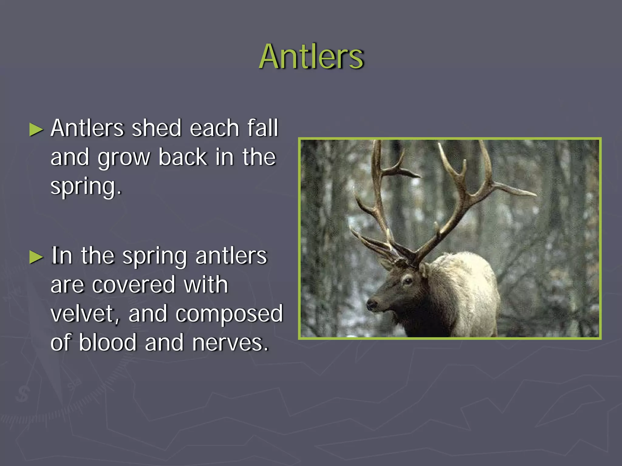 What is the difference between horns and antlers? | PDF