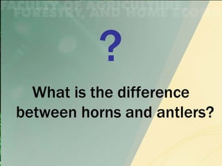 What is the difference
between horns and antlers?
 