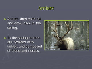 difference between antler clifton and stamford