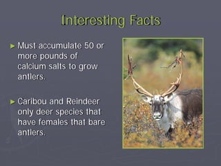 difference between antler clifton and stamford