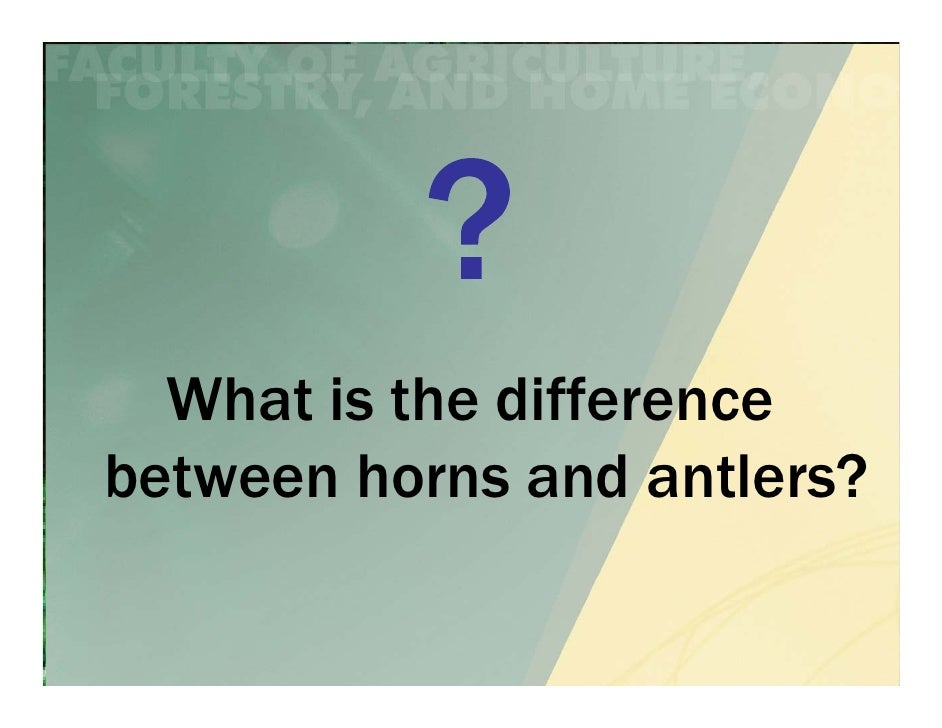 What is the difference between horns and antlers?