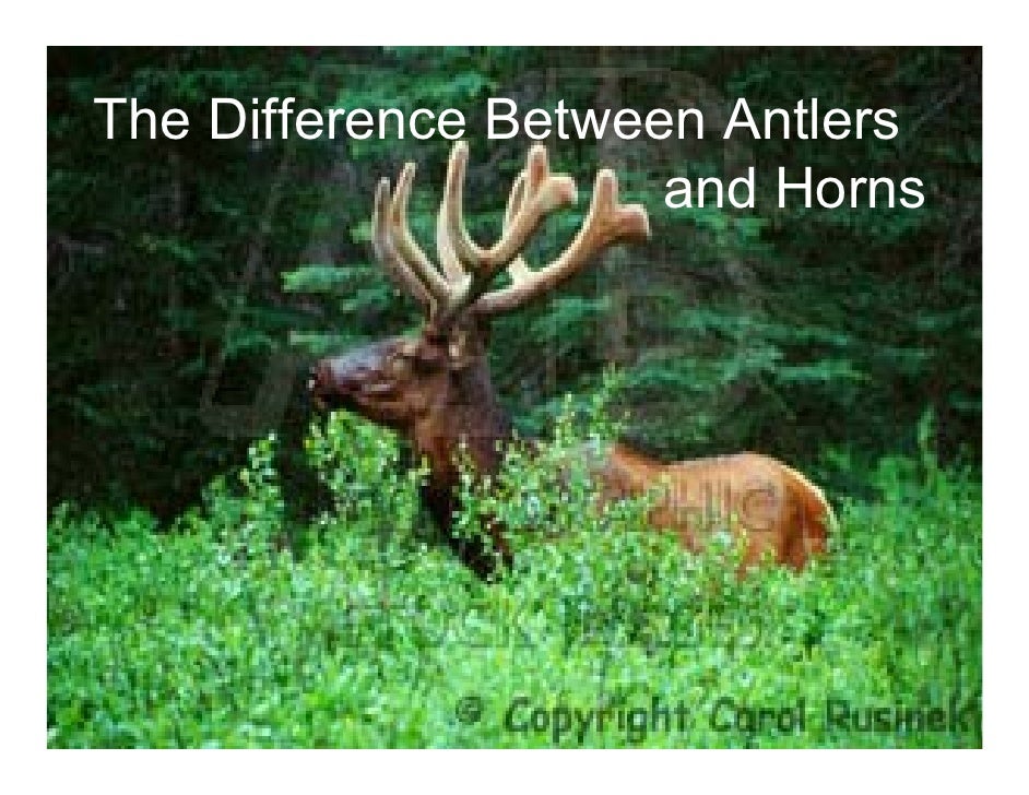 What is the difference between horns and antlers?